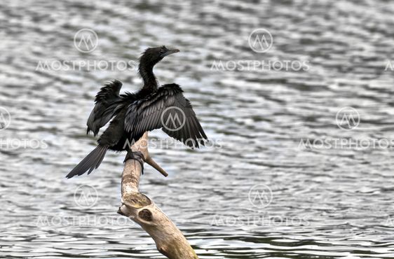 Bird, Little Cormorant, Phalacrocorax niger, basking in sun, per