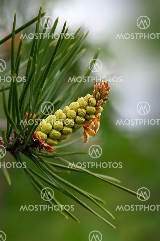 Young pine conelet closeup in spring forest