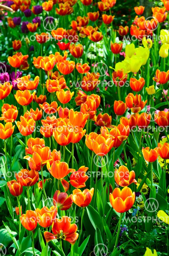 Tulip flowers to show that I love you