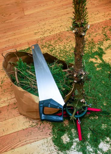 Christmas tree after the holidays with cut branches in a...