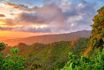 Nature, forest and sky with sunset for landscape,...