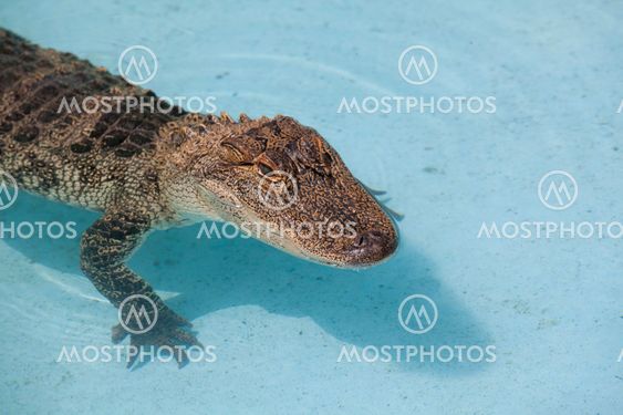 North American Aligator