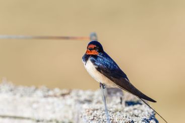 Beautiful Barn swallow sitting on a wire in the sun