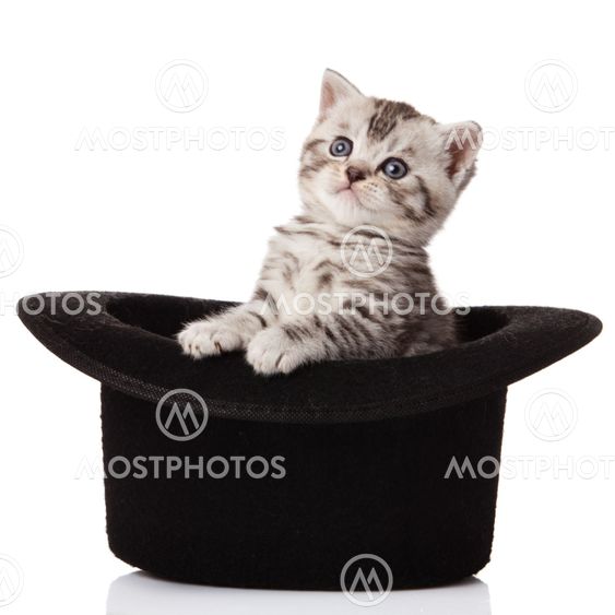 kitten sitting in hat. little kitten on white background.