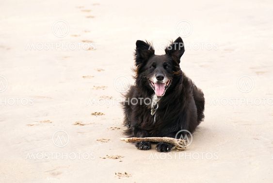 Black dog on beach