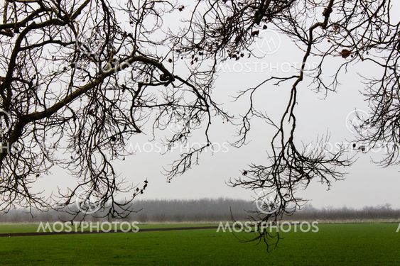 Dead branches