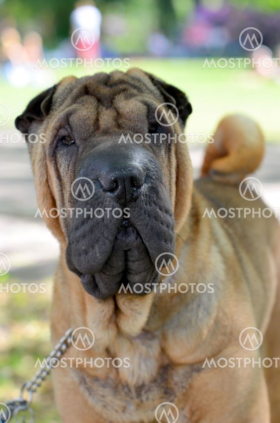 Shar Pei
