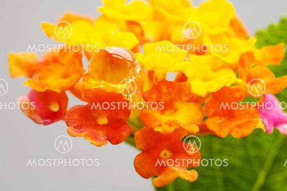 Lantana camara