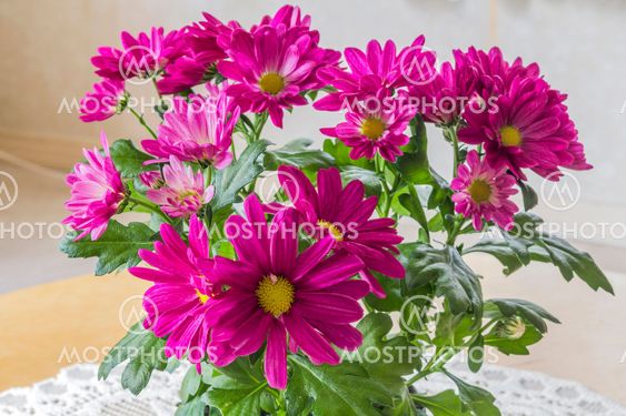 Chrysanthemums