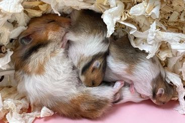 Domestic hamster mother with her baby hamster 10 days old