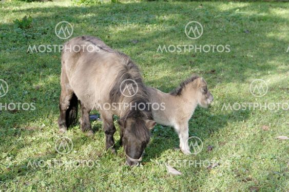 Pony