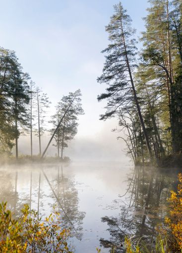 Forest by lake in fog