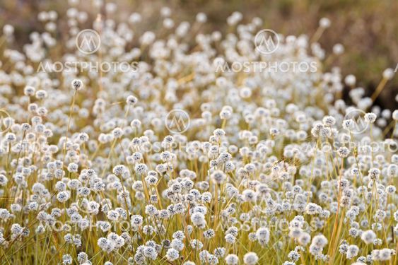 Kradumngen Flower