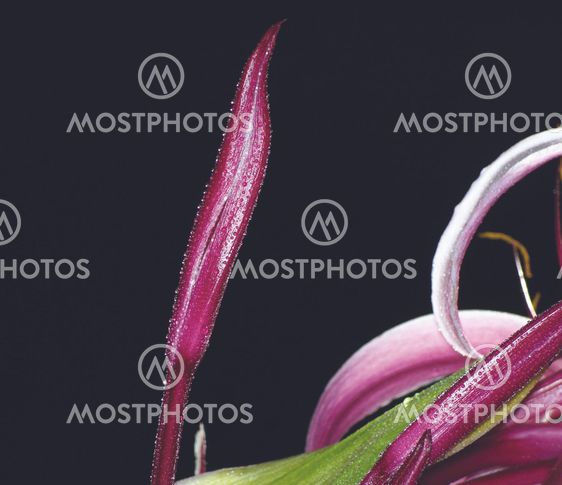 The Giant Spider Lily -11