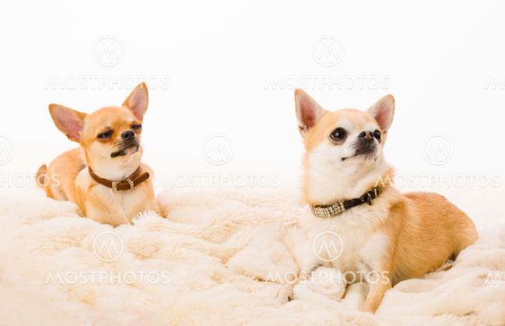 Two chihuahuas
