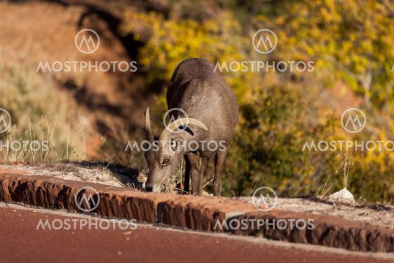 Bighorn Sheep in Zion