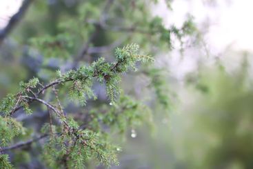 Close-up of juniper tree. Medicinal evergreen plant.