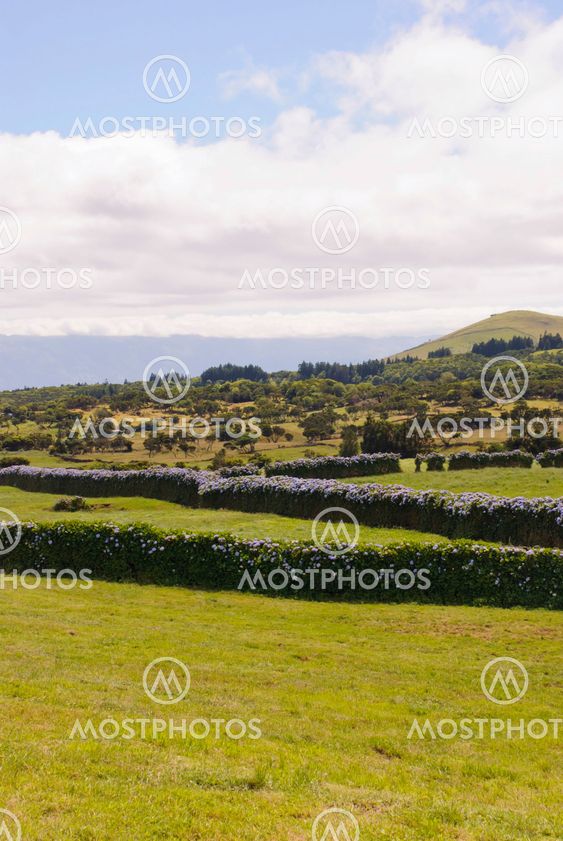 Pastrue landscape, Sao Jorge