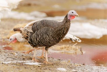 Domestic turkey confidently strides across the terrain...