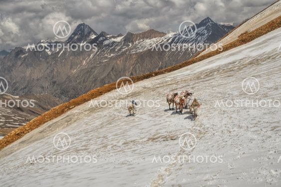 Mules in Himalayas