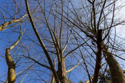 leafless trees in the spring season