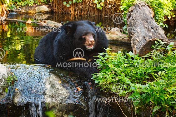 Malayan Sun Bear