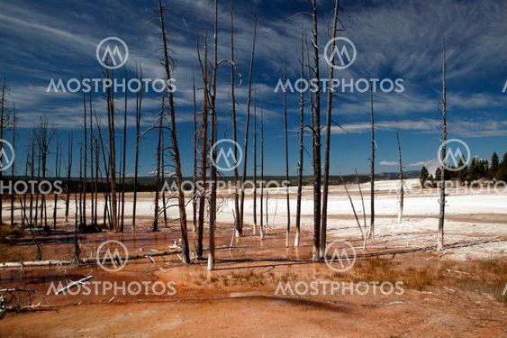 Barren Yellowstone