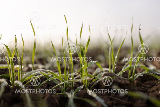 Grünes Gras im Morgentau