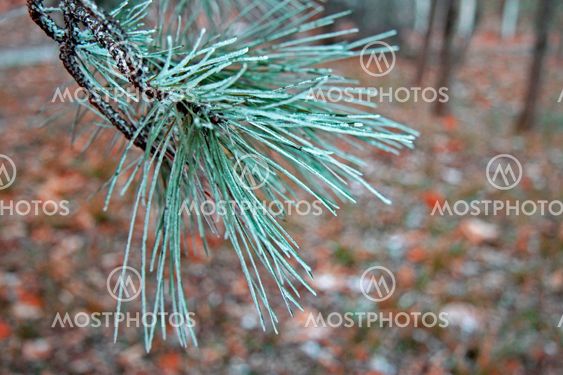 Snow laying on the green pins of Christmas tree