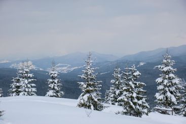Moody landscape with pine trees covered with fresh...