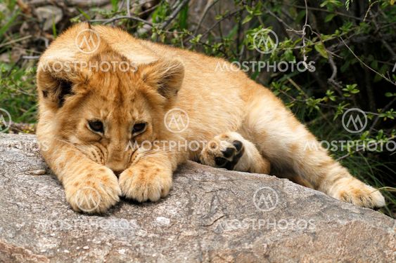 Lion cub