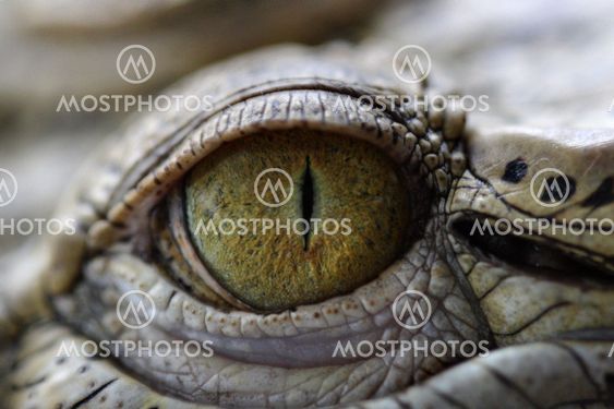 Eye of the Crocodile