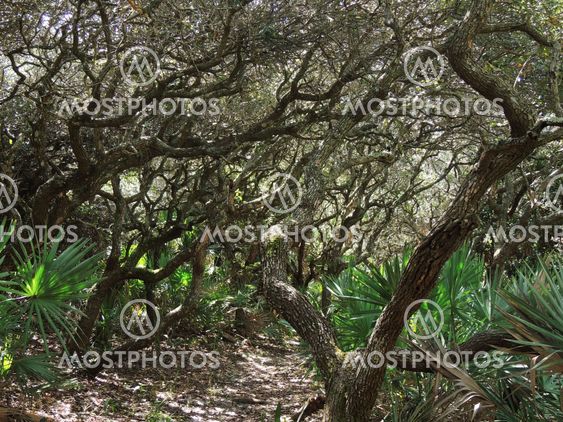 Twisted Live Oaks