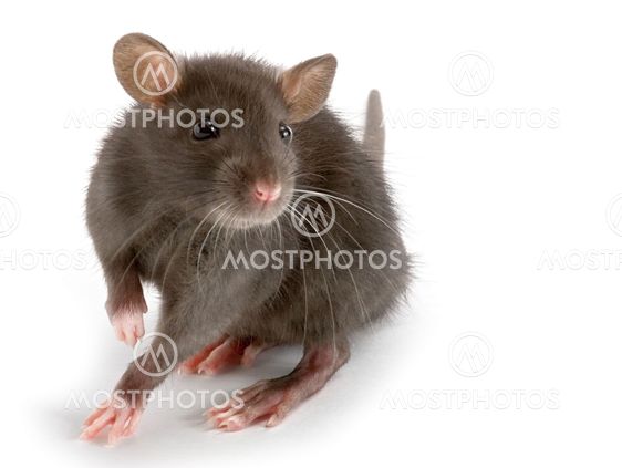 rat