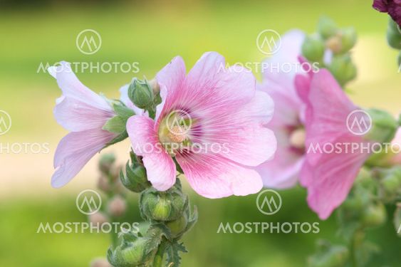 Pink hollyhock (Althaea rosea) blossoms on a summer day