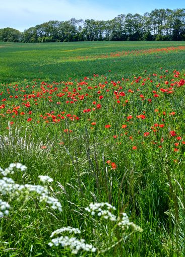 Wheat field, landscape and poppy flowers in countryside...