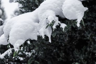 Juniper tree branches are covered in white snow....