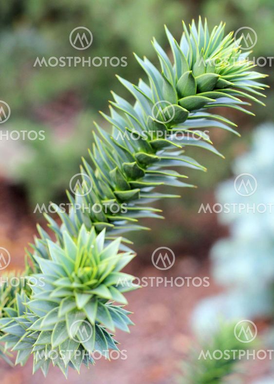 Close up of Araucaria araucana