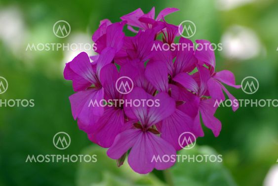 Pink Flower