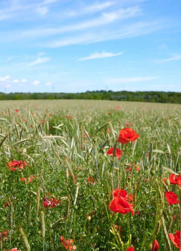 Countryside, clouds and growth of flowers, color and...