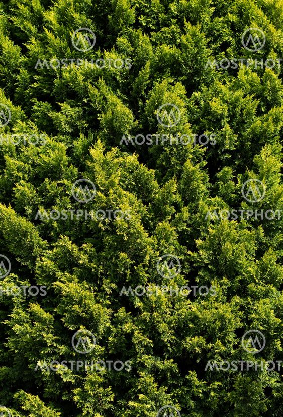 Close uo of needle-foliage