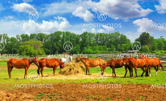 Horses at the ranch