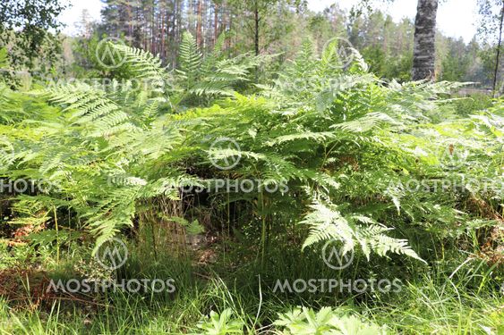 Ormbunkar i skogen vid Högbo bruk