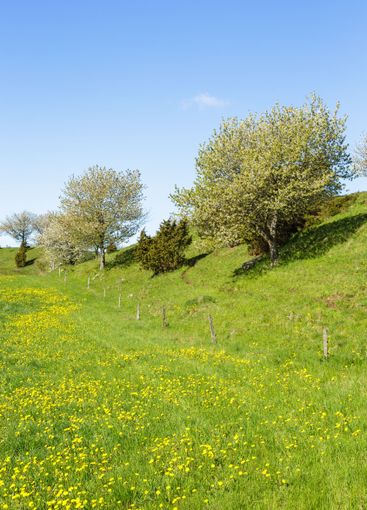 Esker with blooming dandelions on meadow in spring
