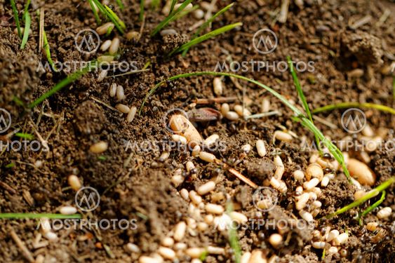 ant eggs
