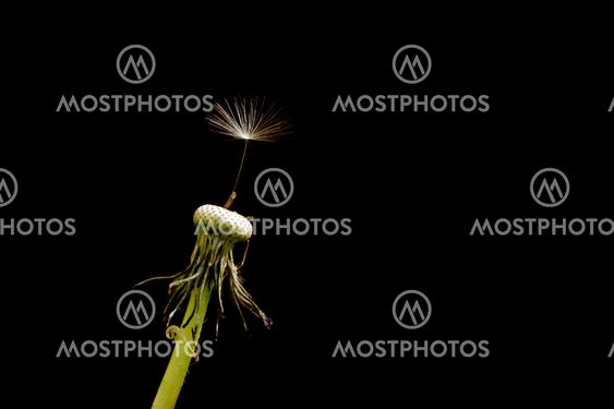 Dandelion Seed