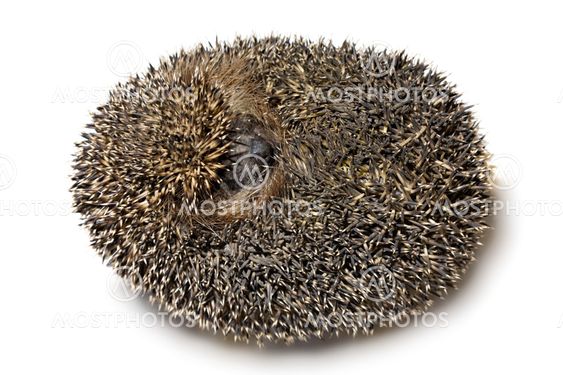 hedgehog