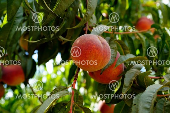 Fresh Summer Peaches