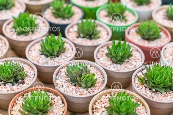 Beautiful small cactus field .