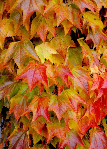 Red leaves, tree and autumn nature as closeup of...